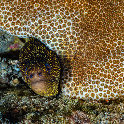 goldentail moray eel under coral