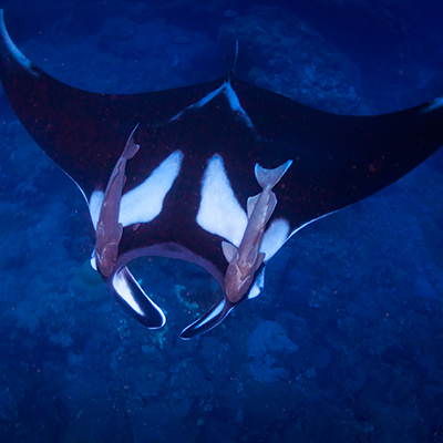 manta ray with remoras attached