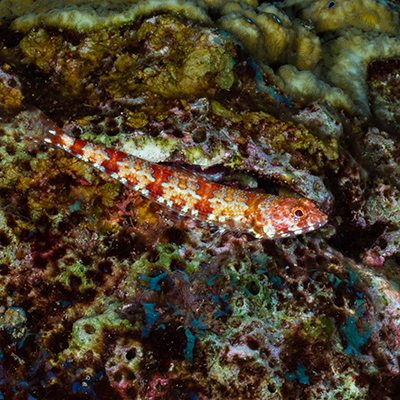red lizardfish