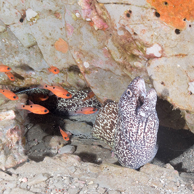 spotted moray eel and two-spot cardinal fish
