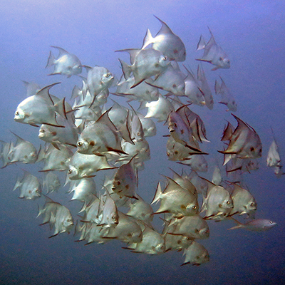 atlantic spadefish