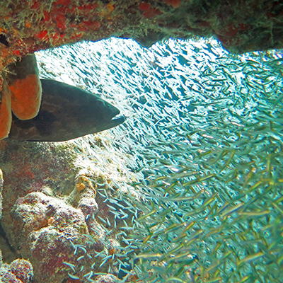 grouper and minnows in minnow cave