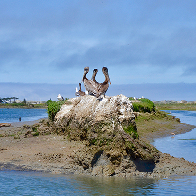 brown pelican, harbor seals, other animals