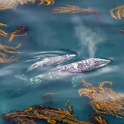gray whale and calf