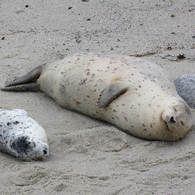 harbor seal mom and pup