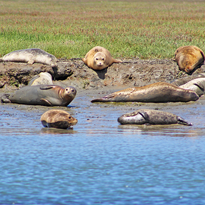 harbor seals hauled out