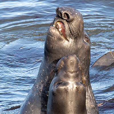 juvenile elephant seals sparring