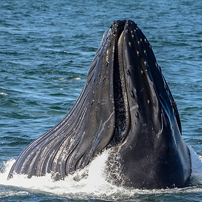 lunge-feeding humpback whale