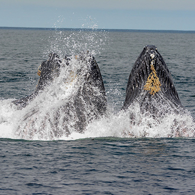 humpback whales lunge-feeding