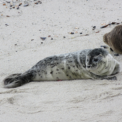 newborn harbor seal