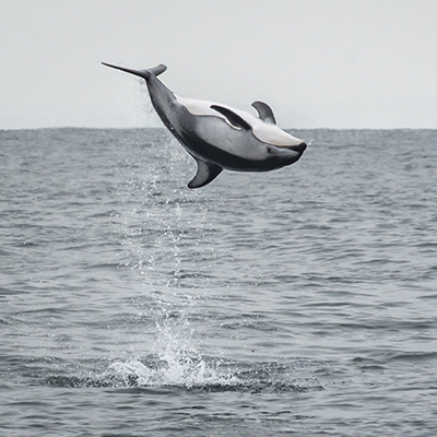pacific white-sided dolphin