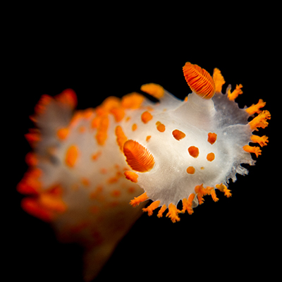 sea clown nudibranch