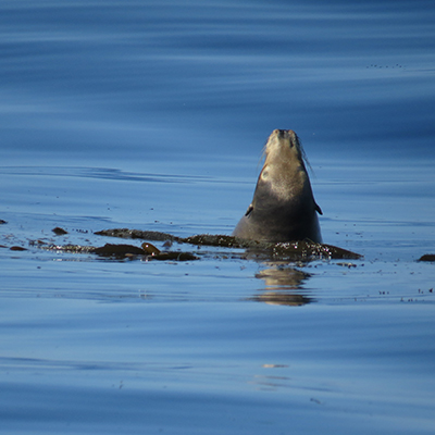 sea lion in kelp