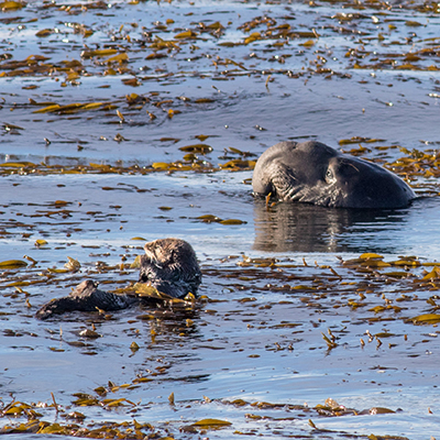 sea otter and elephant seal