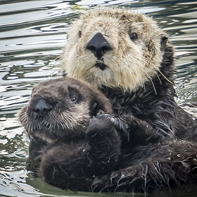 sea otter mother and pup