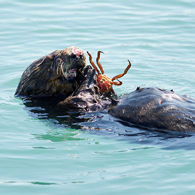 sea otter eating crab