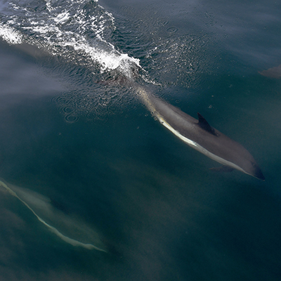 atlantic white-sided dolphins