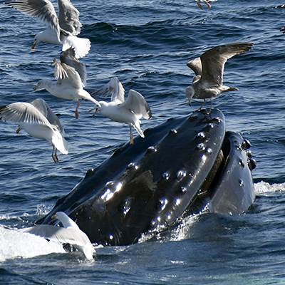 birds and humpback whales