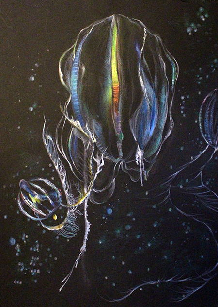 drawing of a comb jelly