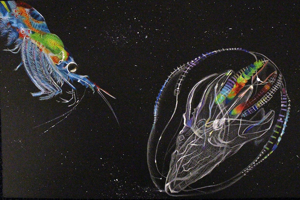 drawing of krill and comb jelly