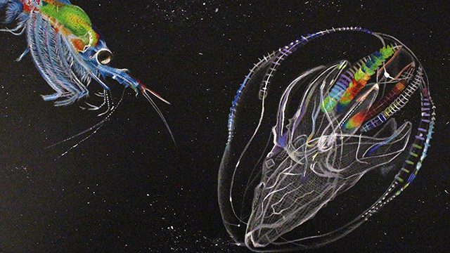 drawing of krill and a comb jelly