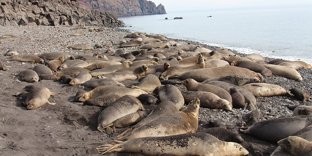 elephant seals gathered on a beach