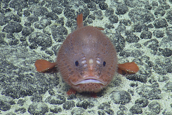 orange anglerfish on seafloor