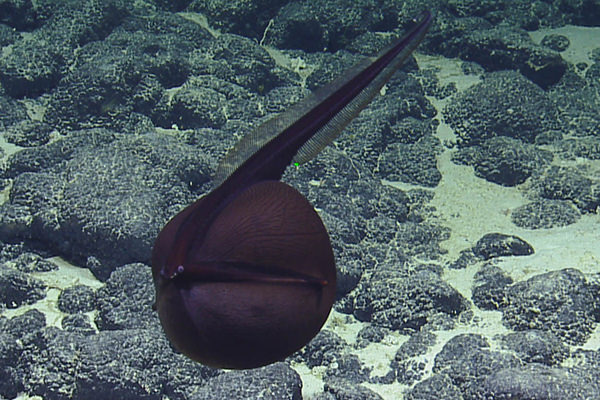 dark purple gulper eel
