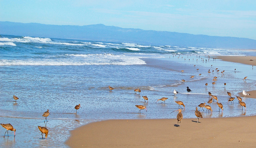 shorebirds on the beach