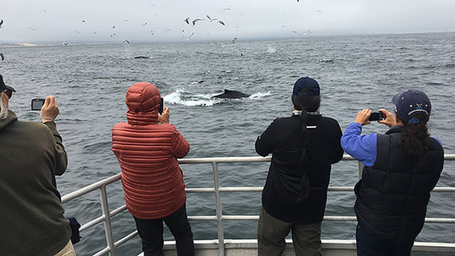 people whale watching on a boat