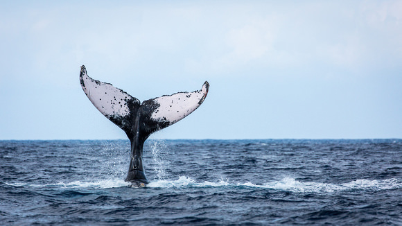 a  whale tail