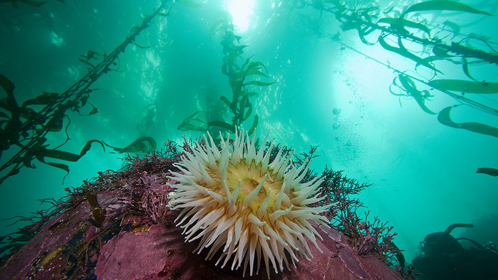 sea anemone in kelp forest