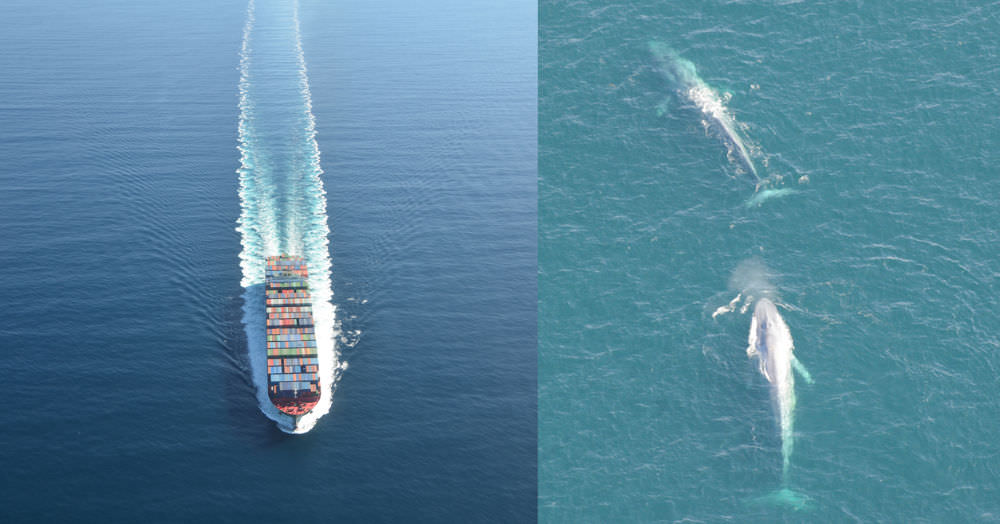 side by side images of a cargo ship and blue whales swimming
