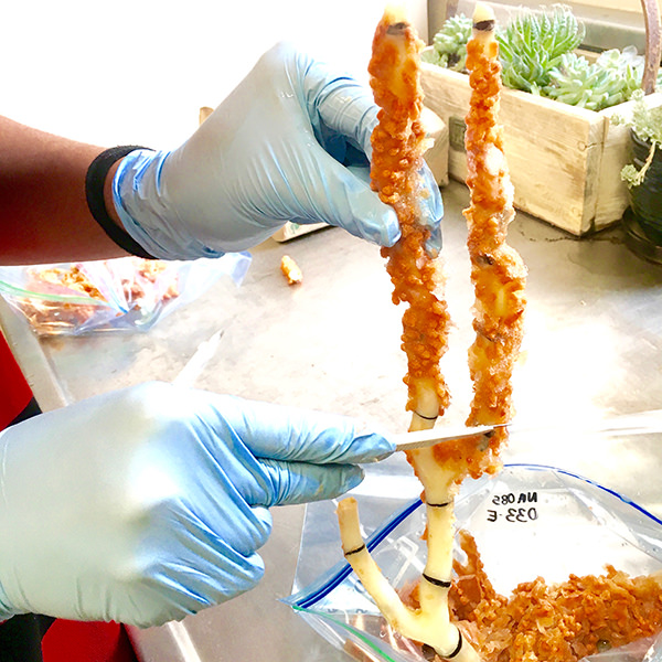 hands holding a bamboo coral sample and slicing the calcite portion off