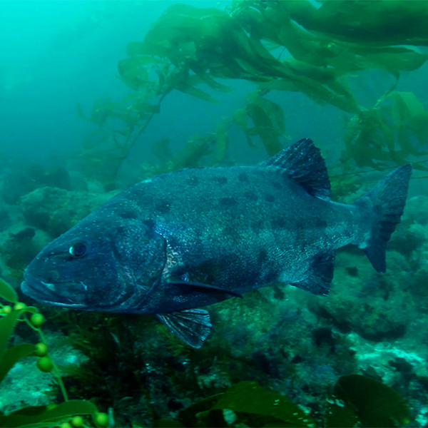 a giant sea bass