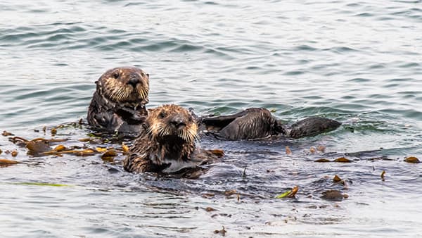 two sea otters swimming with kelp around them