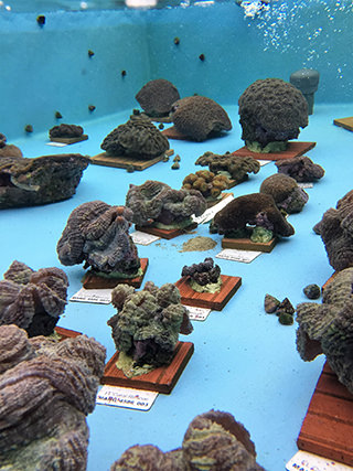 rescued corals in a pool