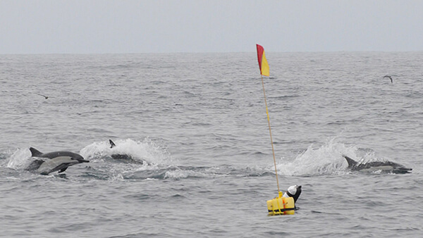 dolphins swimming by a drifting hydrophone