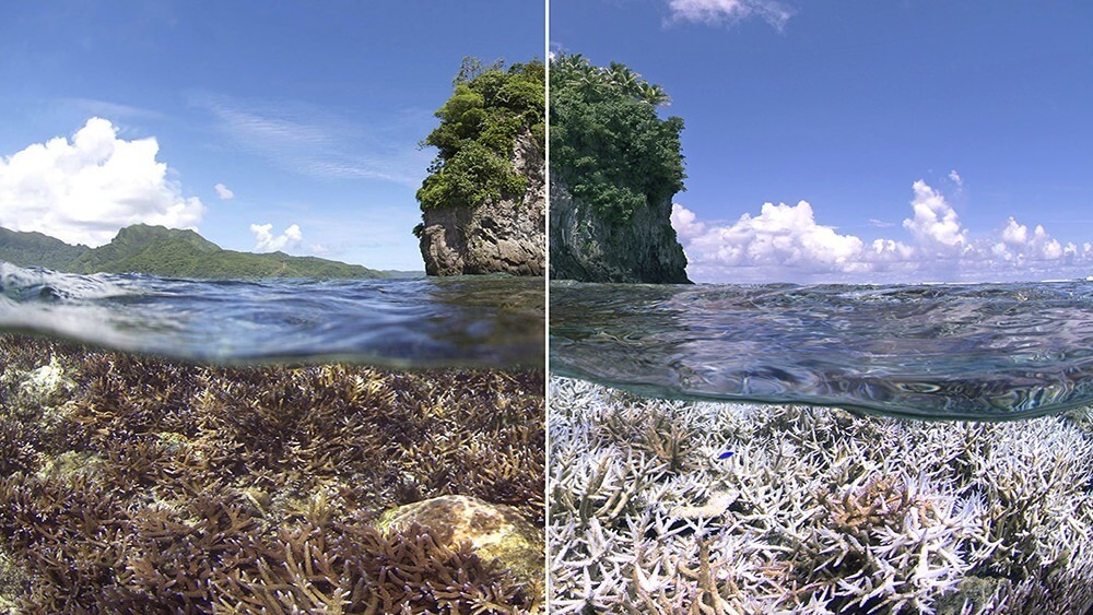 two photos show a bleaching event that occurred over three months
