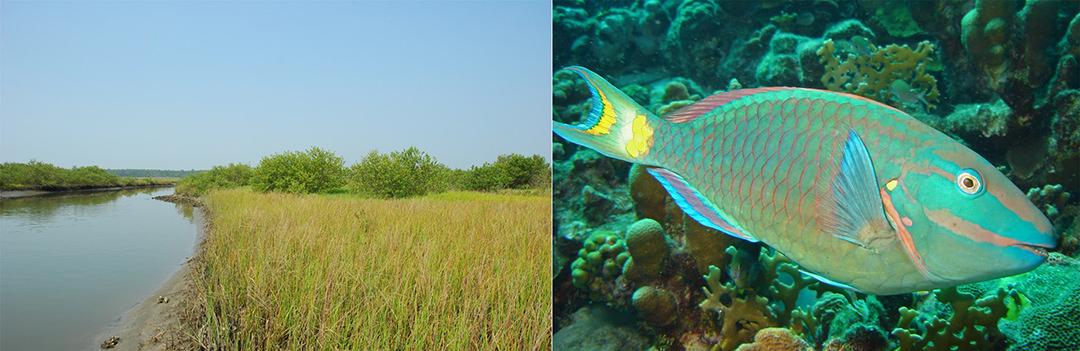 Saltmarsh on the left and parrotfish on the right.