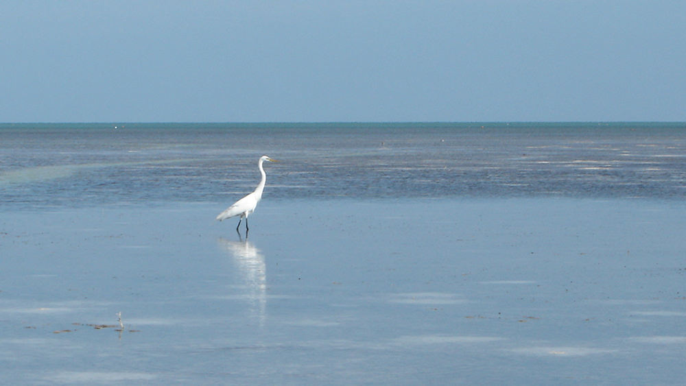 a bird wading on a tidal flat