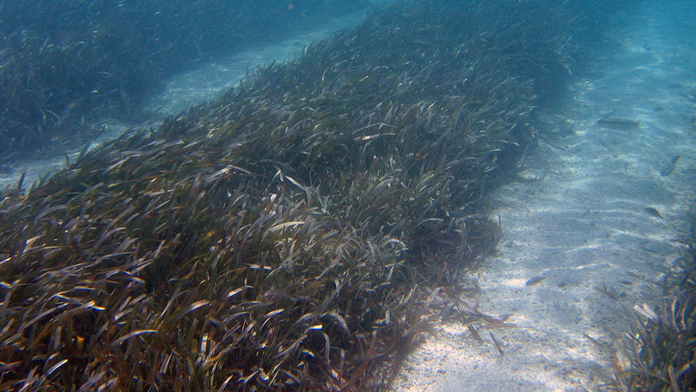 seagrass and wide sandy areas