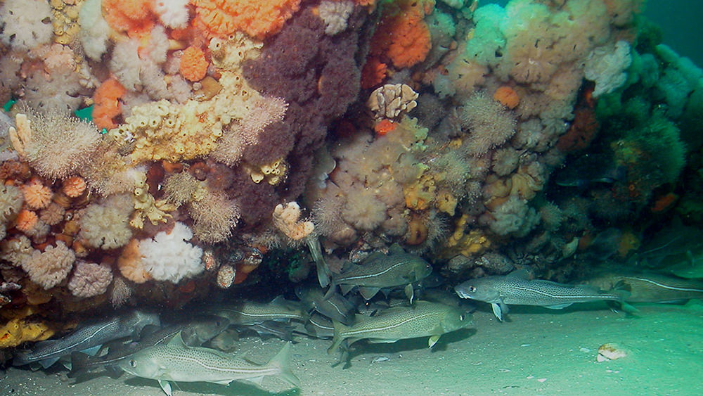 atlantic cod clustered under a shipwreck