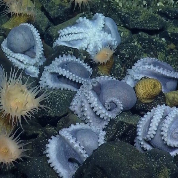 several small octopuses