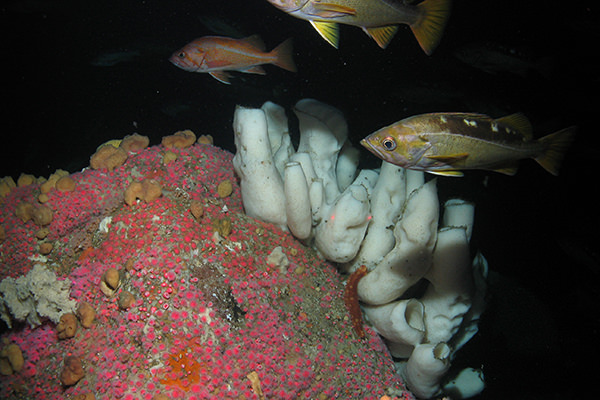 rockfish above sponges