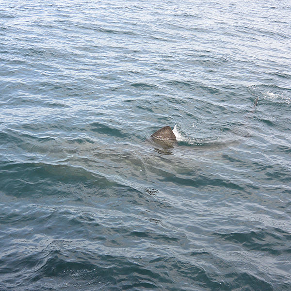 basking shark at the surface