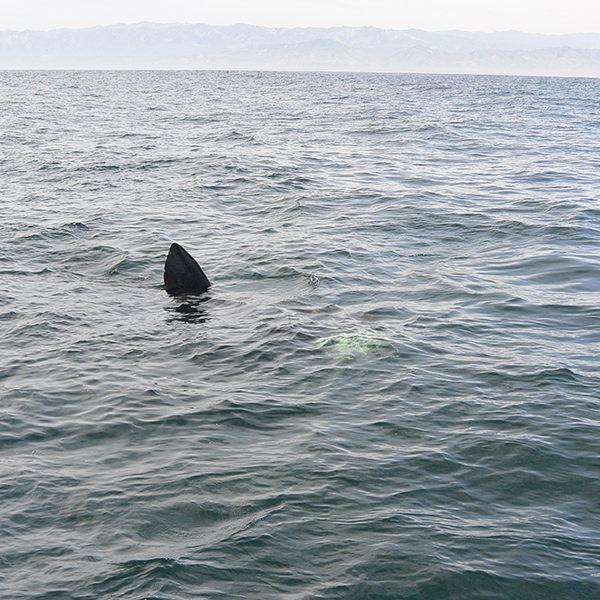basking shark at the ocean surface
