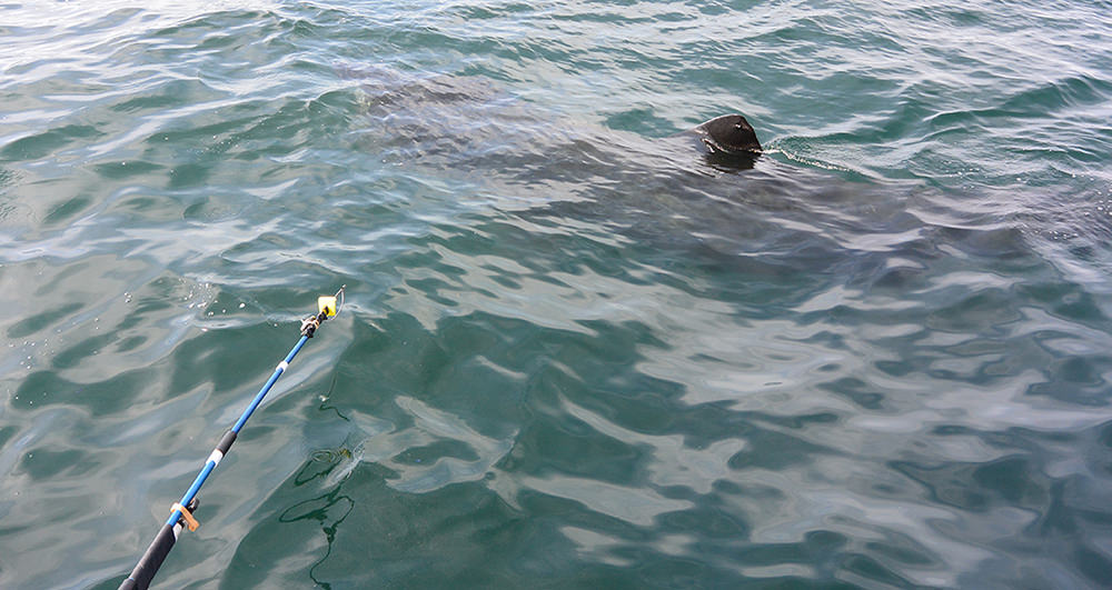 a pole reaching toward a basking shark