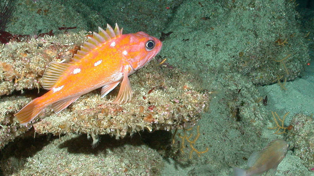 rockfish near newly discovered coral