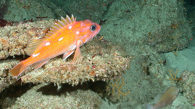 rockfish swimming near newly-discovered coral species